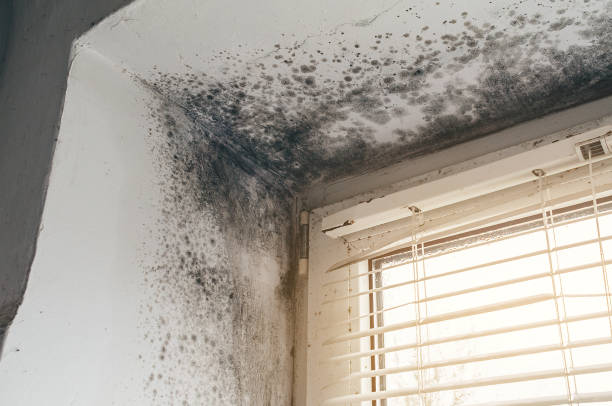 Affordable Mold Cleanup solutions in Auburn, KY