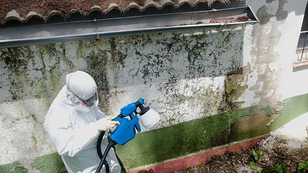 Trusted Mold Removal service in Auburn, KY - Cheap Mold Removal